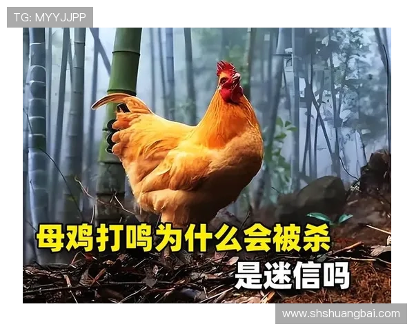 围绕公鸡下蛋奇幻影片展开的离奇乡野故事探索奇妙之旅